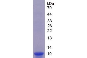 SDS-PAGE analysis of Mouse GDF10 Protein. (GDF10 Protéine)