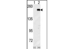 Western blot analysis of GCN2 (arrow) using GCN2 Antibody (N-term G11) (ABIN391197 and ABIN2841284). (GCN2 anticorps  (N-Term))