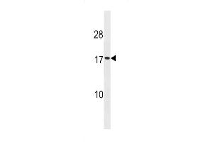 Western blot analysis in HepG2 cell line lysates (35ug/lane). (SEC11A anticorps  (AA 95-123))