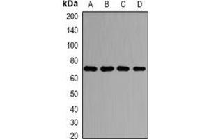 Western blot analysis of PRMT5 expression in HepG2 (A), Hela (B), NIH3T3 (C), PC12 (D) whole cell lysates. (PRMT5 anticorps)