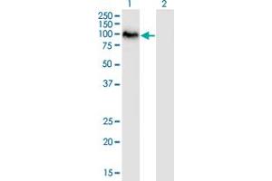 Western Blot analysis of SAFB2 expression in transfected 293T cell line by SAFB2 monoclonal antibody (M01), clone 4H3. (SAFB2 anticorps  (AA 103-199))