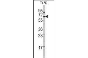 Western blot analysis of anti-CYP4X1 Antibody (N-term) (ABIN392369 and ABIN2842005) in T47D cell line lysates (35 μg/lane).