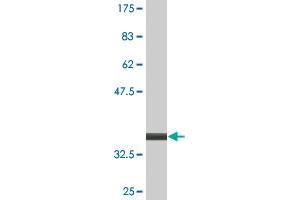 Western Blot detection against Immunogen (34.