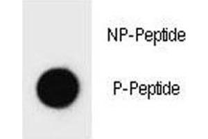 Dot blot analysis of phospho-ErbB2 antibody. (ErbB2/Her2 anticorps  (pTyr1140))