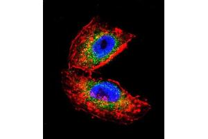 Confocal immunofluorescent analysis of ACHE Antibody (N-term) (ABIN392325 and ABIN2841973) with NCI- cell followed by Alexa Fluor 488-conjugated goat anti-rabbit lgG (green).