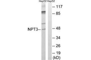 Western Blotting (WB) image for anti-Solute Carrier Family 17 (Anion/Sugar Transporter), Member 2 (SLC17A2) (AA 213-262) antibody (ABIN2890650) (SLC17A2 anticorps  (AA 213-262))