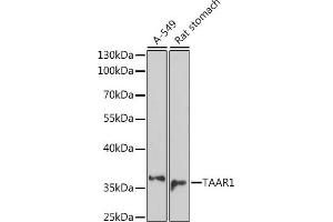 Western blot analysis of extracts of various cell lines, using T antibody (ABIN7270868) at 1:1000 dilution. (TAAR1 anticorps  (AA 100-200))