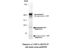 Image no. 1 for anti-Lysyl Oxidase Pro-Peptide (LOPP) (AA 78-115), (Internal Region) antibody (ABIN363571) (LOPP anticorps  (Internal Region))