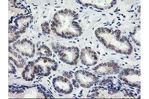 Image no. 1 for anti-Phenylethanolamine N-Methyltransferase (PNMT) antibody (ABIN1500314) (PNMT anticorps)