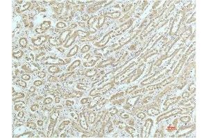 Immunohistochemical analysis of paraffin-embedded Human Kidney Tissue using a-actinin Mouse mAb diluted at 1:200. (ACTN1 anticorps)