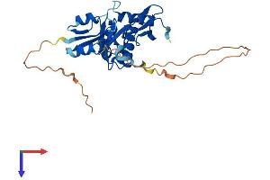 AlphaFold protein structure predicition of Human Recombinant RNASEH1 Protein, UniprotID O60930