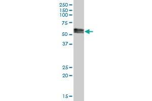 SUOX MaxPab polyclonal antibody.