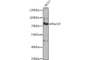 Western blot analysis of extracts of MCF7 cells, using Rad18 Rabbit pAb (ABIN6128610, ABIN6146629, ABIN6146631 and ABIN6221026) at 1:1000 dilution. (RAD18 anticorps  (AA 216-495))