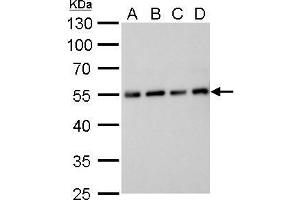 WB Image Alpha Tubulin antibody detects alpha Tubulin protein by western blot analysis. (TUBA1B anticorps)