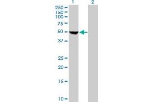 Western Blot analysis of COBRA1 expression in transfected 293T cell line by COBRA1 MaxPab polyclonal antibody. (COBRA1 anticorps  (AA 1-475))
