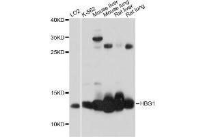 Western blot analysis of extracts of various cell lines, using HBG1 antibody (ABIN6293008) at 1:1000 dilution. (HBG1 anticorps)
