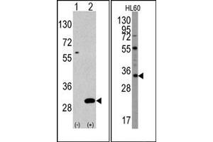 Image no. 2 for anti-Ubiquitin Domain Containing 1 (UBTD1) (C-Term) antibody (ABIN356630) (UBTD1 anticorps  (C-Term))