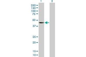 Western Blot analysis of SGK2 expression in transfected 293T cell line by SGK2 MaxPab rabbit polyclonal antibody. (SGK2 anticorps  (AA 1-367))
