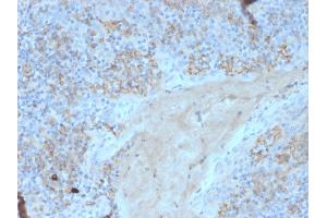 Formalin-fixed, paraffin-embedded human tonsil stained with CD95 Mouse Monoclonal Antibody (FAS/3588).