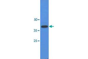 Western blot analysis of A-549 cell lysate (40 ug) by using TP53I3 monoclonal antibody, clone AT1C9  (1:3000). (TP53I3 anticorps  (AA 1-332))