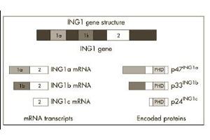 Image no. 1 for anti-Inhibitor of Growth Family, Member 1 (ING1) (AA 285-296) antibody (ABIN118055) (ING1 anticorps  (AA 285-296))