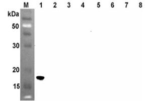 Western blot analysis using anti-ANGPTL4 (CCD) (human), mAb (Kairos4-397G)  at 1:500 dilution.