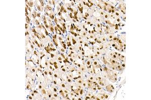 Immunohistochemistry of paraffin-embedded mouse stomach using G Rabbit mAb (ABIN7267359) at dilution of 1:100 (40x lens).