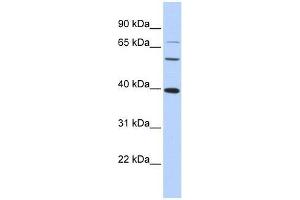 MAF antibody used at 1. (MAF anticorps  (N-Term))
