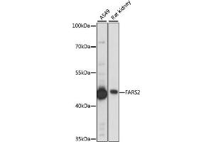 Western blot analysis of extracts of various cell lines, using F antibody (ABIN7269265) at 1:1000 dilution. (FARS2 anticorps  (AA 1-250))