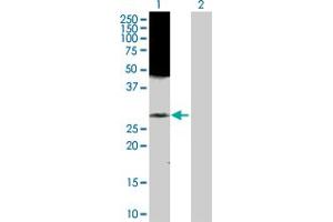 Western Blot analysis of RAB43 expression in transfected 293T cell line by RAB43 MaxPab polyclonal antibody. (RAB43 anticorps  (AA 1-212))