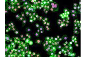 Immunofluorescence (IF) image for anti-Proliferating Cell Nuclear Antigen (PCNA) antibody (ABIN2665321) (PCNA anticorps)