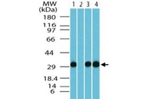 Western blot analysis of human FAM3C in human brain lysate (0. (FAM3C anticorps  (AA 40-80))