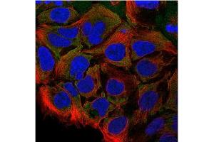Immunofluorescence: This antibody stained CACO-2 cells. (CCL28 anticorps)
