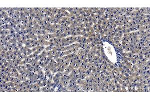 Detection of MyD88 in Rat Liver Tissue using Polyclonal Antibody to Myeloid Differentiation Factor 88 (MyD88)
