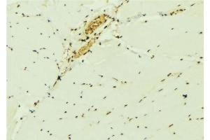 ABIN6276898 at 1/100 staining Mouse muscle tissue by IHC-P. (EIF6 anticorps  (C-Term))