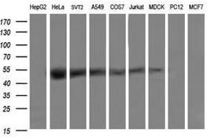 Image no. 2 for anti-tRNA 5-Methylaminomethyl-2-Thiouridylate Methyltransferase (TRMU) antibody (ABIN1501523) (TRMU anticorps)