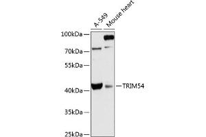 Western blot analysis of extracts of various cell lines, using TRIM54 antibody (ABIN6132371, ABIN6149531, ABIN6149532 and ABIN6216981) at 1:3000 dilution. (TRIM54 anticorps  (AA 179-358))