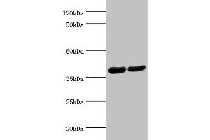 Western blot All lanes: Renin receptor antibody at 2 μg/mL Lane 1: Hela whole cell lysate Lane 2: Mouse heart tissue Secondary Goat polyclonal to rabbit IgG at 1/10000 dilution Predicted band size: 40, 36 kDa Observed band size: 40 kDa (ATP6AP2 anticorps  (AA 251-350))