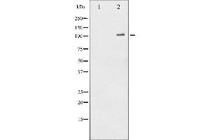 Western blot analysis of NF- kappaB p105/p50 phosphorylation expression in HeLa whole cell lysates,The lane on the left is treated with the antigen-specific peptide.