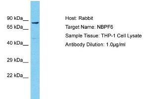 Host: Rabbit Target Name: NBPF6 Sample Type: THP-1 Whole Cell lysates Antibody Dilution: 1.