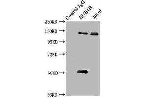 Immunoprecipitating BUB1B in JK whole cell lysate Lane 1: Rabbit control IgG (1 μg) instead of ABIN7160080 in Jurkat whole cell lysate.