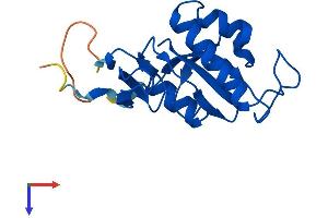 AlphaFold protein structure predicition of Mouse Recombinant Pin1 Protein, UniprotID Q9QUR7