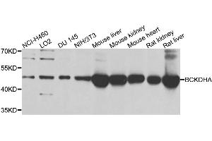 Western blot analysis of extracts of various cell lines, using BCKDHA antibody. (BCKDHA anticorps)