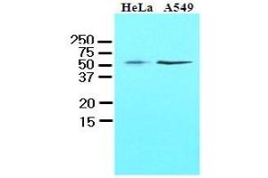 Western Blotting (WB) image for anti-Kruppel-Like Factor 4 (Gut) (KLF4) (AA 1-170), (N-Term) antibody (ABIN336104) (KLF4 anticorps  (N-Term))