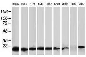 Image no. 3 for anti-Destrin (Actin Depolymerizing Factor) (DSTN) antibody (ABIN1497909) (Destrin anticorps)
