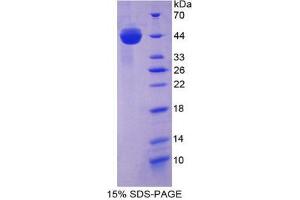 SDS-PAGE analysis of Mouse AST Protein. (GOT1 Protéine)