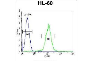 Flow cytometric analysis of HL-60 cells (right histogram) compared to a negative control cell (left histogram). (OR10J5 anticorps  (C-Term))