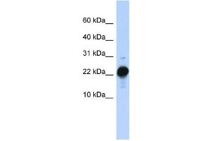 Western Blotting (WB) image for anti-Chorionic Somatomammotropin Hormone-Like 1 (CSHL1) antibody (ABIN2458618) (CSHL1 anticorps)