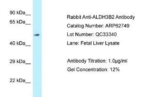 Western Blotting (WB) image for anti-Aldehyde Dehydrogenase 3 Family, Member B2 (ALDH3B2) (N-Term) antibody (ABIN970092) (ALDH3B2 anticorps  (N-Term))