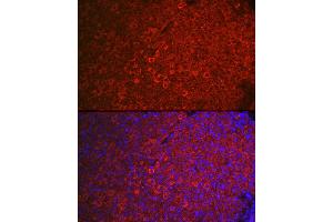 Immunofluorescence analysis of mouse ovary using FSHR Rabbit pAb (ABIN3022001, ABIN3022002, ABIN3022003, ABIN1512927 and ABIN6218564) at dilution of 1:100 (40x lens). (FSHR anticorps  (AA 631-695))